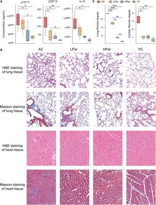 Parishin From Gastrodia Elata Ameliorates Aging Phenotype in Mice in a Gut Microbiota-Related Manner